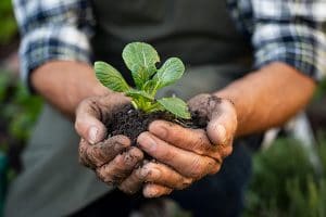 Impact Investing in Sustainable Agriculture​